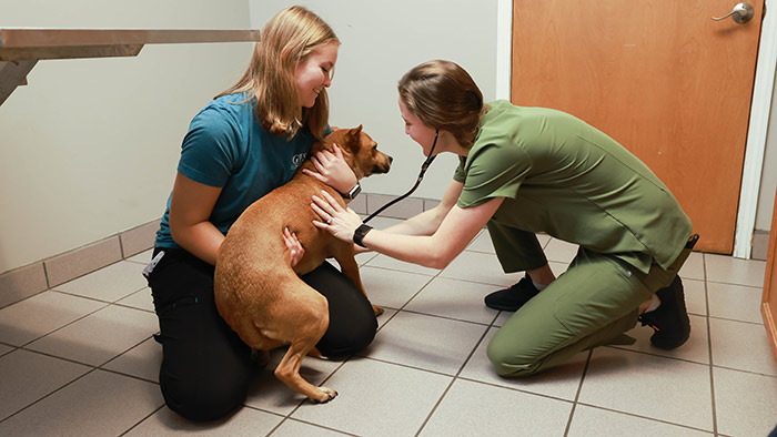 Jacqueline Durant helping clinic's veterinarian perform medical checkup on a dog.