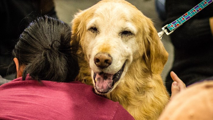 Pet Therapy in the Library
