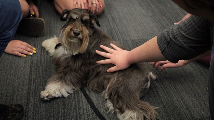 Pet Therapy @ Meyer Library