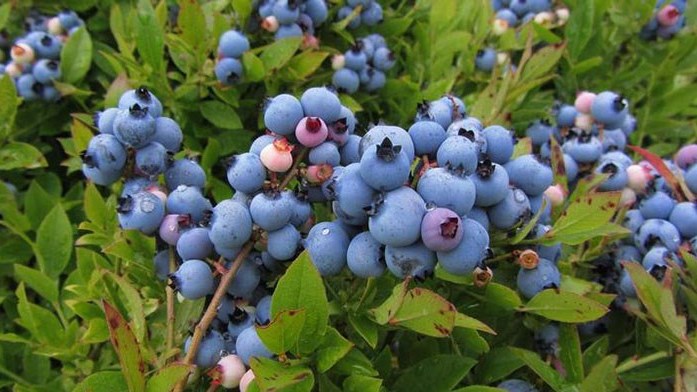 2017 Missouri Blueberry School 