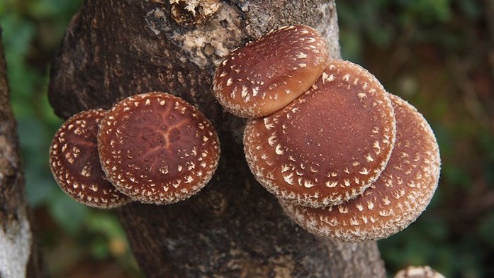 Mushroom Cultivation & Agroforestry Workshop